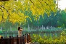 大象传媒黄app-探索大象传媒黄app，数字时代的文化传播新视角