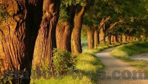 糖心视频APP破解-揭秘网络灰色地带的暗潮——小心糖心视频APP破解的诱惑与风险